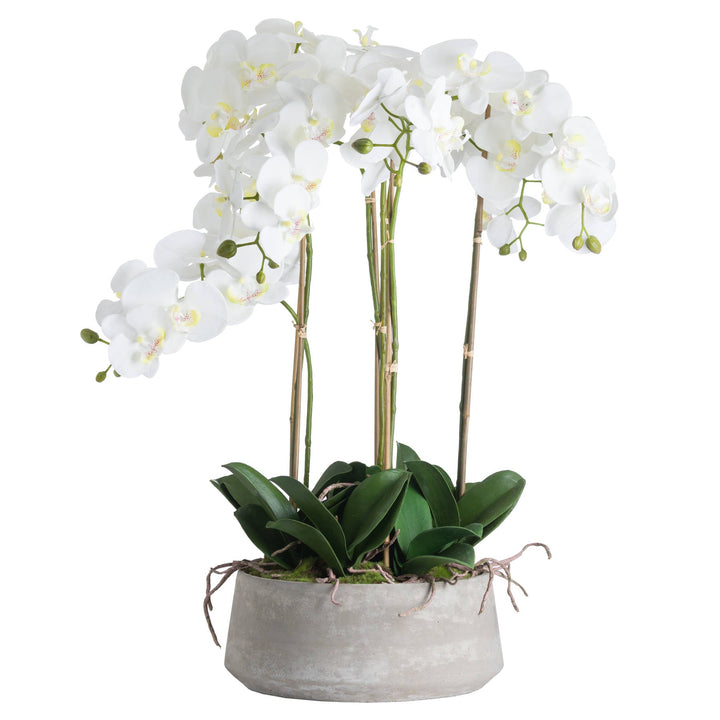 Large White Orchid In Stone Pot - Modern Rattan Ltd
