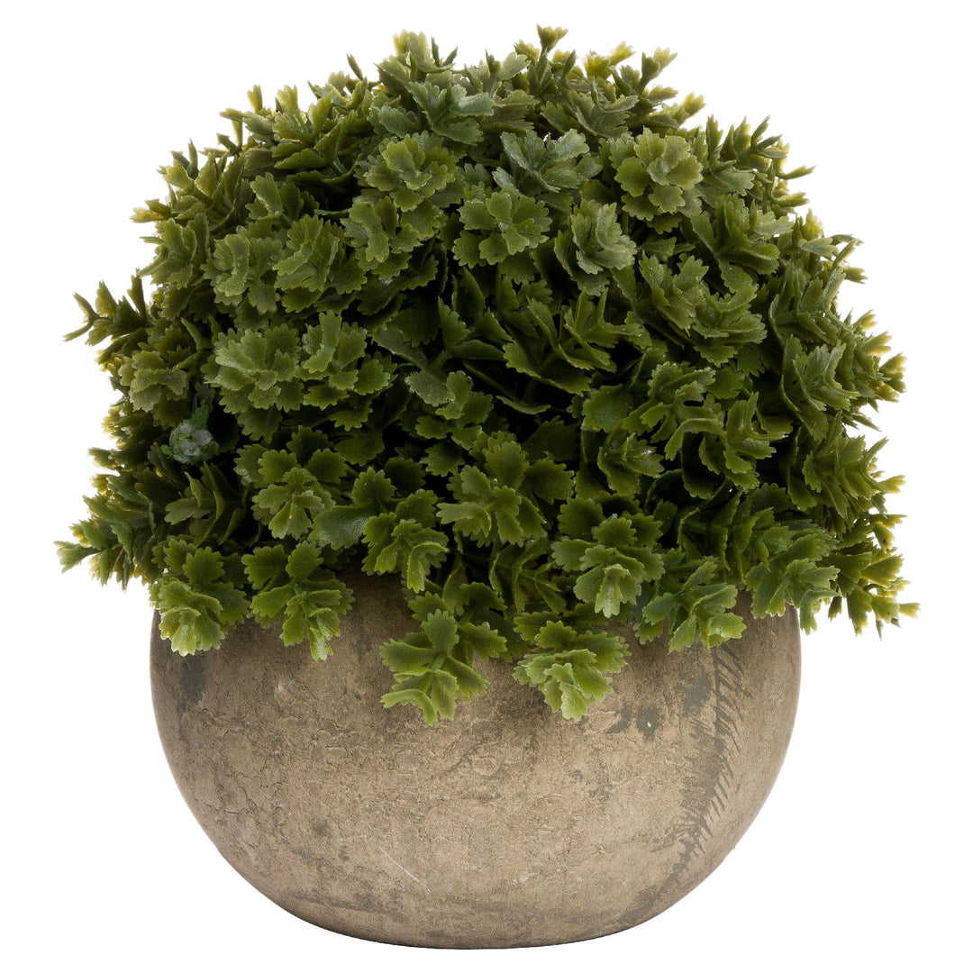 Miniature Hebe Veronica In Pot - Modern Rattan Ltd